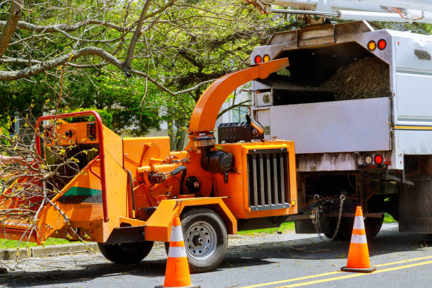 Best Tree Disease Treatment  in Paducah, TX